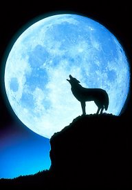 wolfmoon.hust