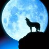 wolfmoon.hust